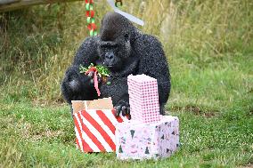 Christmas Treating For Animals At Orana Wildlife Park