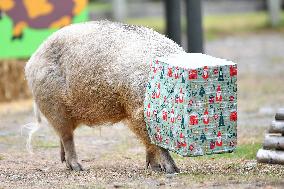 Christmas Treating For Animals At Orana Wildlife Park