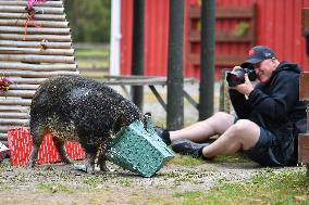 Christmas Treating For Animals At Orana Wildlife Park