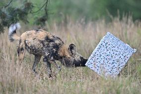 Christmas Treating For Animals At Orana Wildlife Park