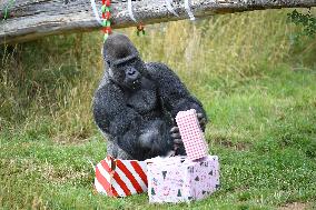 Christmas Treating For Animals At Orana Wildlife Park