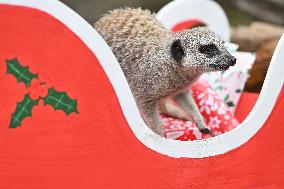 Christmas Treating For Animals At Orana Wildlife Park