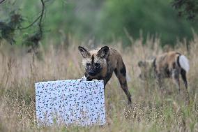 Christmas Treating For Animals At Orana Wildlife Park