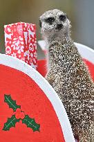 Christmas Treating For Animals At Orana Wildlife Park