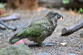 Christmas Treating For Animals At Orana Wildlife Park