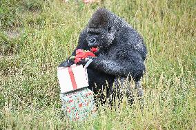 Christmas Treating For Animals At Orana Wildlife Park