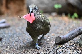 Christmas Treating For Animals At Orana Wildlife Park