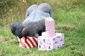 Christmas Treating For Animals At Orana Wildlife Park