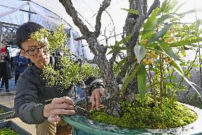 New Year preparations at Imperial Palace