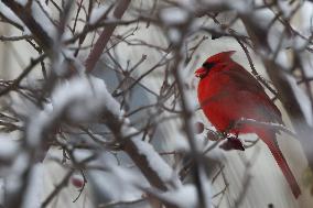 Male Northern Cardinal Perched In A Tree In Toronto, Canada