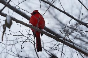 Male Northern Cardinal Perched In A Tree In Toronto, Canada