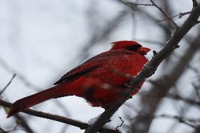 Male Northern Cardinal Perched In A Tree In Toronto, Canada