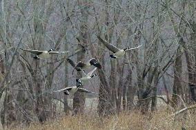 Pollution, Geese And Bald Eagles Seen At The Oxbow Nature Conservancy