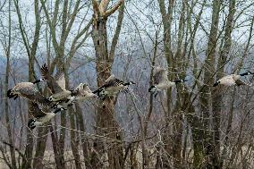 Pollution, Geese And Bald Eagles Seen At The Oxbow Nature Conservancy