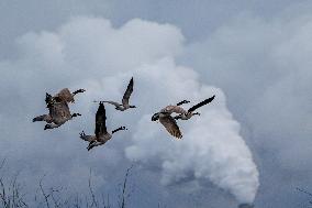 Pollution, Geese And Bald Eagles Seen At The Oxbow Nature Conservancy