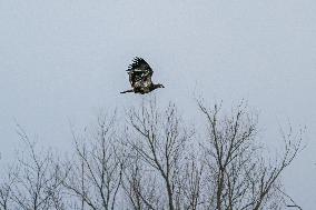 Pollution, Geese And Bald Eagles Seen At The Oxbow Nature Conservancy