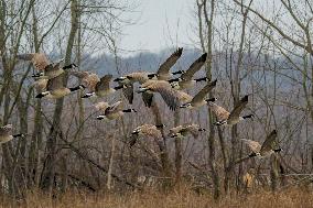 Pollution, Geese And Bald Eagles Seen At The Oxbow Nature Conservancy