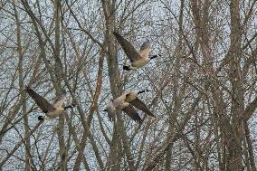 Pollution, Geese And Bald Eagles Seen At The Oxbow Nature Conservancy