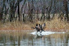 Pollution, Geese And Bald Eagles Seen At The Oxbow Nature Conservancy