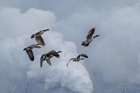 Pollution, Geese And Bald Eagles Seen At The Oxbow Nature Conservancy