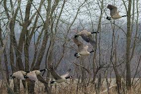 Pollution, Geese And Bald Eagles Seen At The Oxbow Nature Conservancy