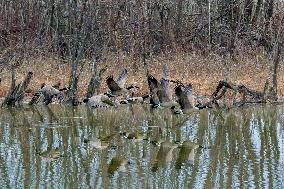 Pollution, Geese And Bald Eagles Seen At The Oxbow Nature Conservancy