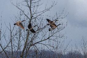 Pollution, Geese And Bald Eagles Seen At The Oxbow Nature Conservancy