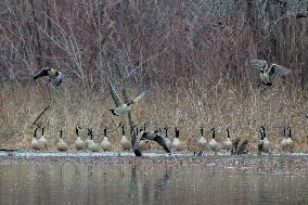 Pollution, Geese And Bald Eagles Seen At The Oxbow Nature Conservancy