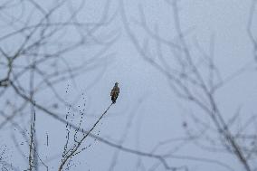 Pollution, Geese And Bald Eagles Seen At The Oxbow Nature Conservancy