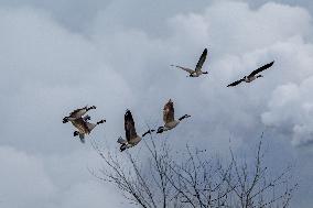 Pollution, Geese And Bald Eagles Seen At The Oxbow Nature Conservancy