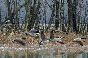 Pollution, Geese And Bald Eagles Seen At The Oxbow Nature Conservancy