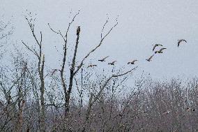 Pollution, Geese And Bald Eagles Seen At The Oxbow Nature Conservancy