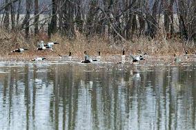 Pollution, Geese And Bald Eagles Seen At The Oxbow Nature Conservancy