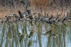 Pollution, Geese And Bald Eagles Seen At The Oxbow Nature Conservancy