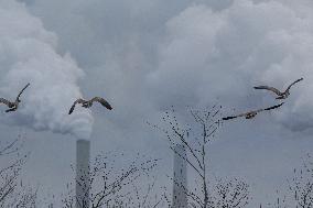 Pollution, Geese And Bald Eagles Seen At The Oxbow Nature Conservancy