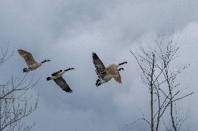 Pollution, Geese And Bald Eagles Seen At The Oxbow Nature Conservancy