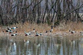 Pollution, Geese And Bald Eagles Seen At The Oxbow Nature Conservancy