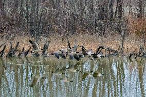 Pollution, Geese And Bald Eagles Seen At The Oxbow Nature Conservancy