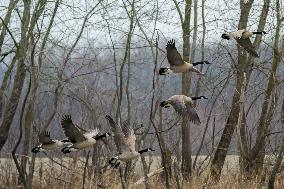 Pollution, Geese And Bald Eagles Seen At The Oxbow Nature Conservancy