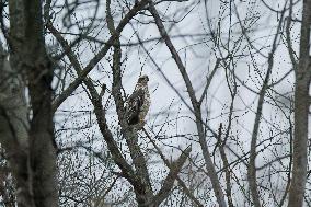 Pollution, Geese And Bald Eagles Seen At The Oxbow Nature Conservancy