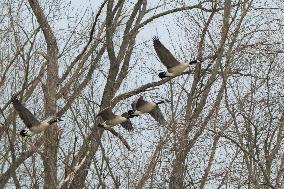 Pollution, Geese And Bald Eagles Seen At The Oxbow Nature Conservancy