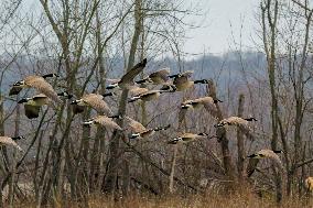 Pollution, Geese And Bald Eagles Seen At The Oxbow Nature Conservancy