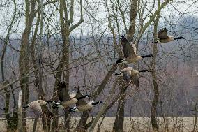 Pollution, Geese And Bald Eagles Seen At The Oxbow Nature Conservancy