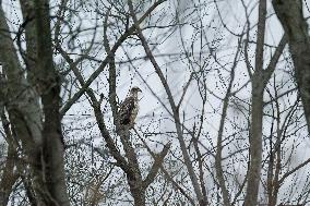 Pollution, Geese And Bald Eagles Seen At The Oxbow Nature Conservancy