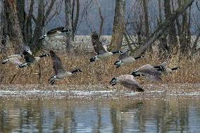 Pollution, Geese And Bald Eagles Seen At The Oxbow Nature Conservancy