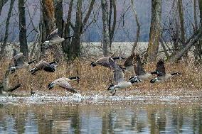 Pollution, Geese And Bald Eagles Seen At The Oxbow Nature Conservancy