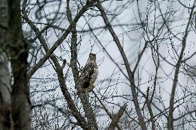 Pollution, Geese And Bald Eagles Seen At The Oxbow Nature Conservancy