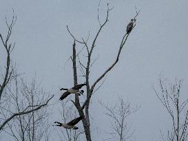 Pollution, Geese And Bald Eagles Seen At The Oxbow Nature Conservancy