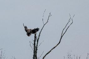 Pollution, Geese And Bald Eagles Seen At The Oxbow Nature Conservancy