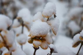 Toronto Gets Hit By Winter Snowstorm